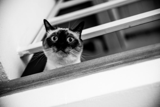 GATTO_2